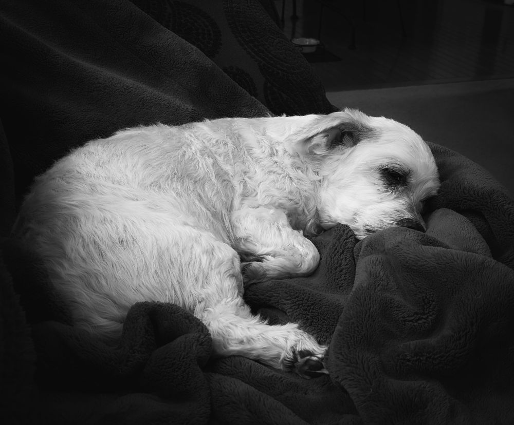 Sleepy havanese.