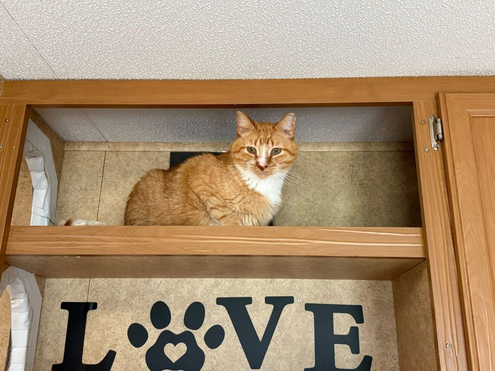 An orange cat loafing in the cabinets 