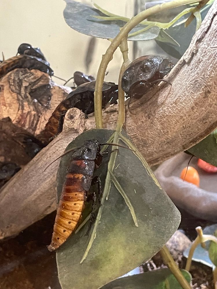 Hissing Madagascar Cockroaches chilling