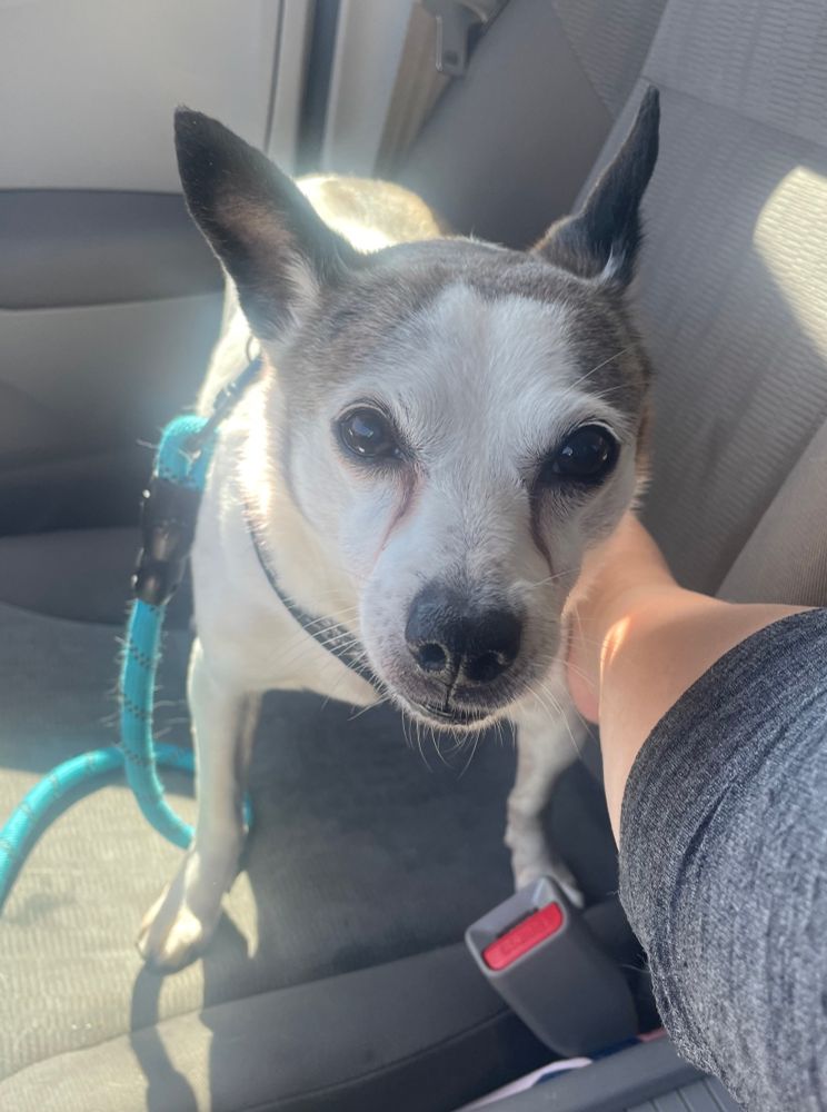 Chuck Ferrin, the Jack Terrier of HyunaFerrin