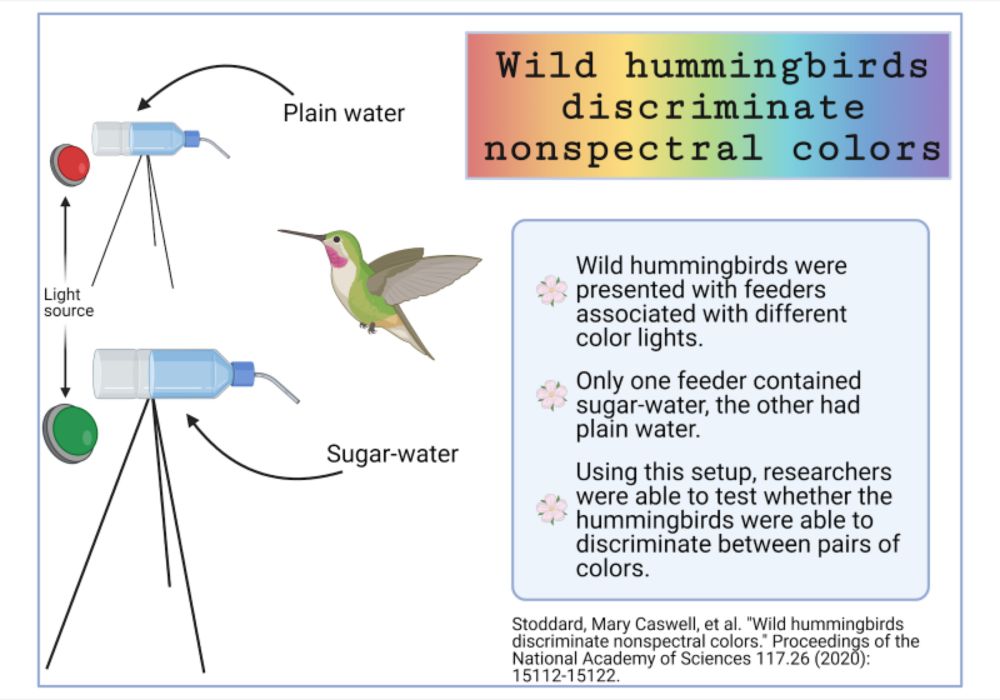 Prince, perception and purple: The colorful world of wild hummingbirds - Princeton Insights