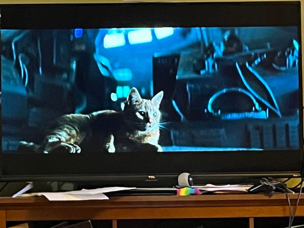 Riley’s orange cat.