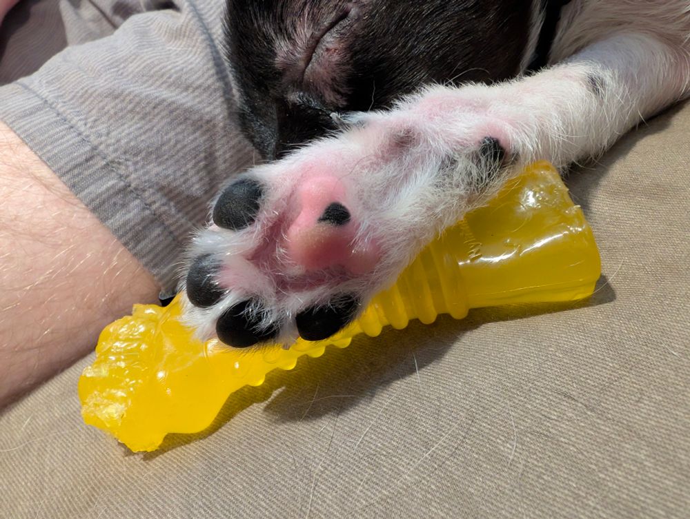 Black and white Chihuahua puppy paw 
