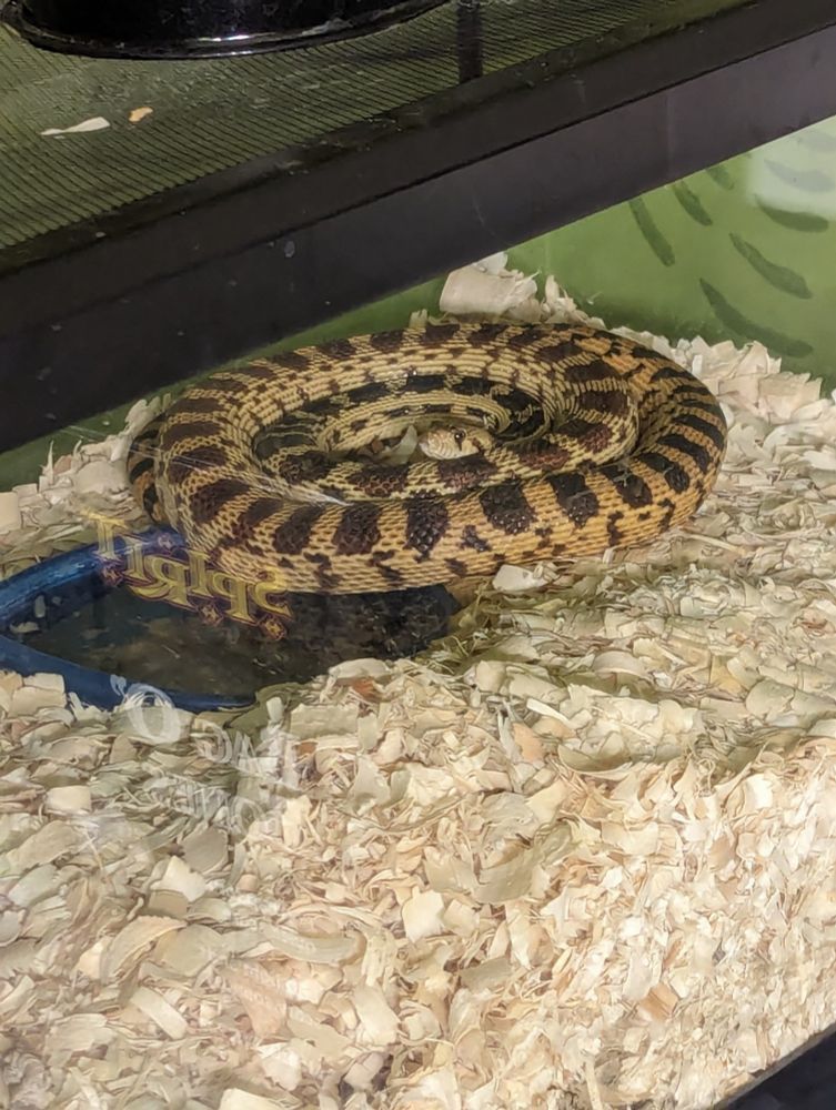 Pet gopher snake perfectly rolled like a cinnamon roll
