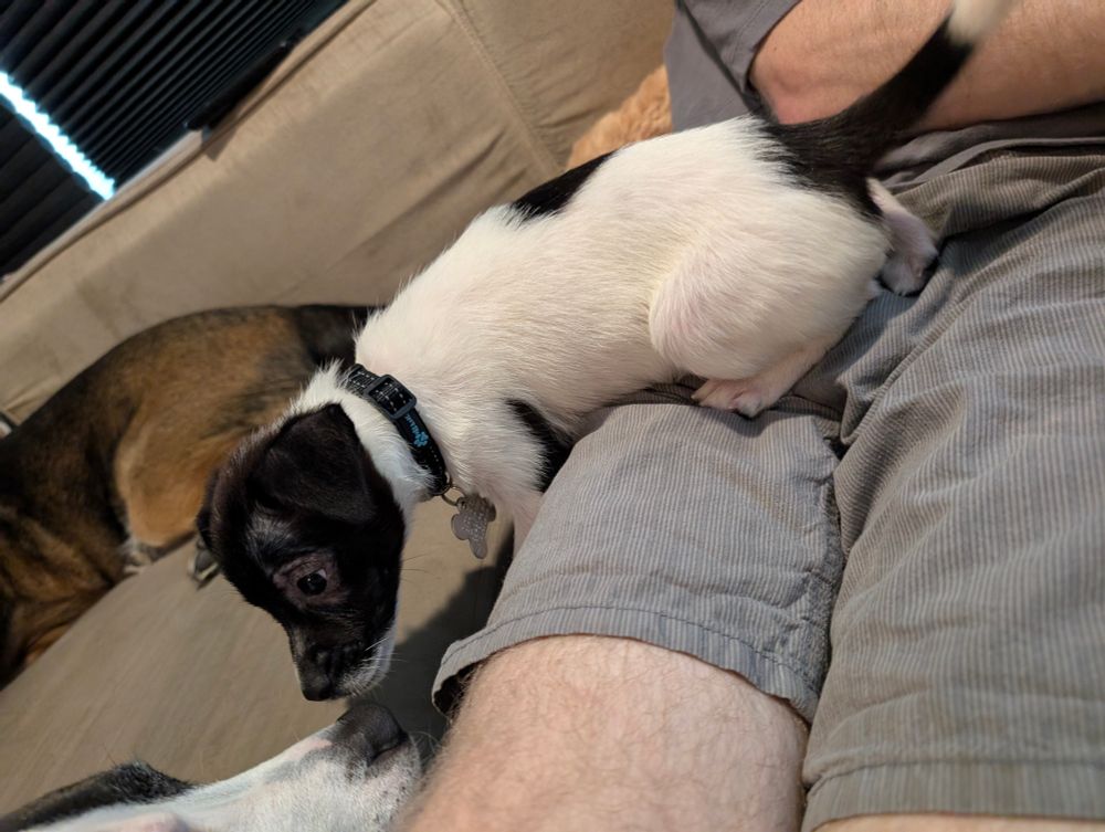 Black and white Chihuahua puppy 