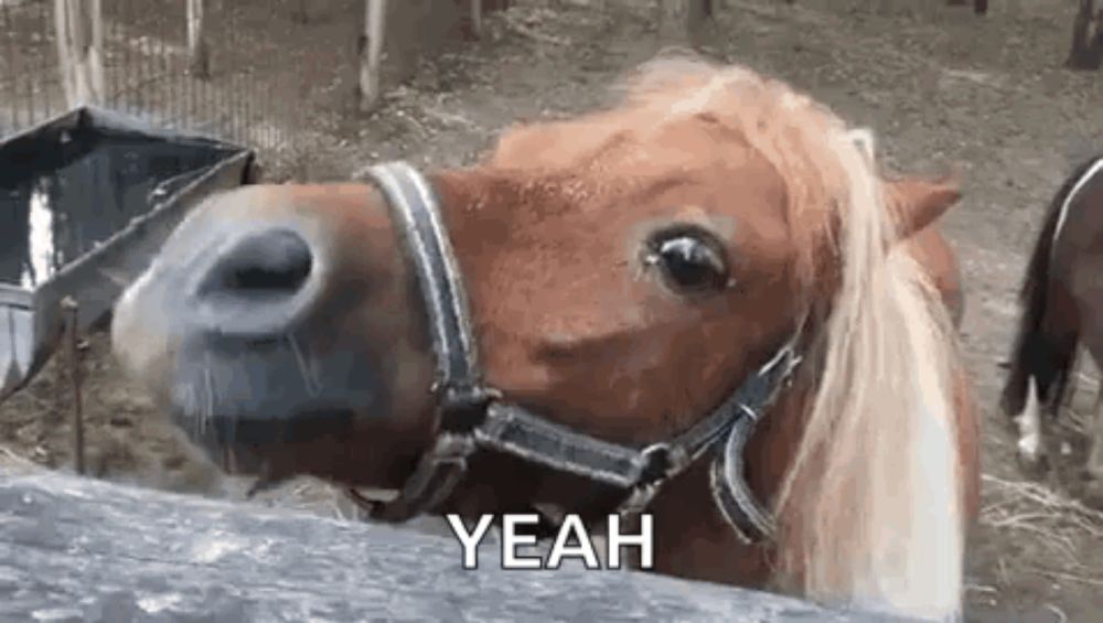 a pony wearing a bridle is standing next to a fence .