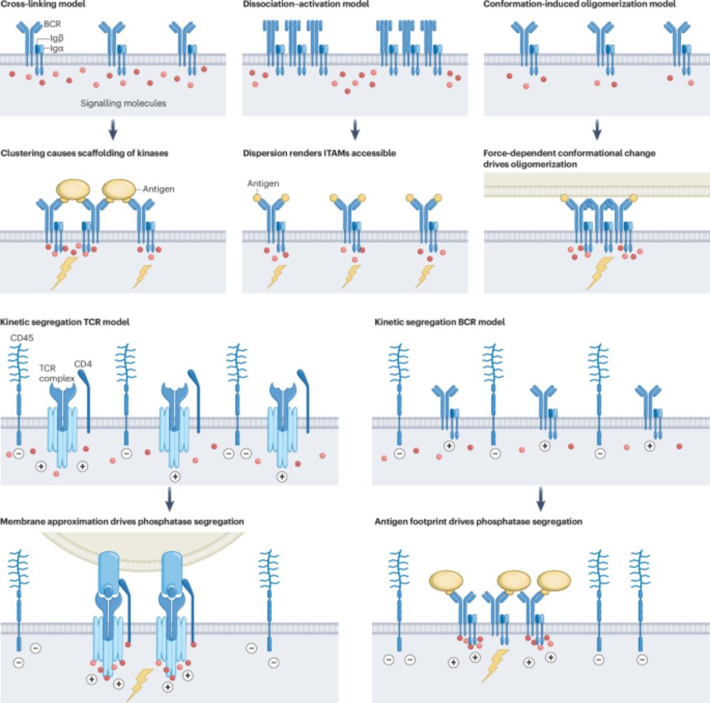 Towards a unifying model for B-cell receptor triggering - Nature Reviews Immunology