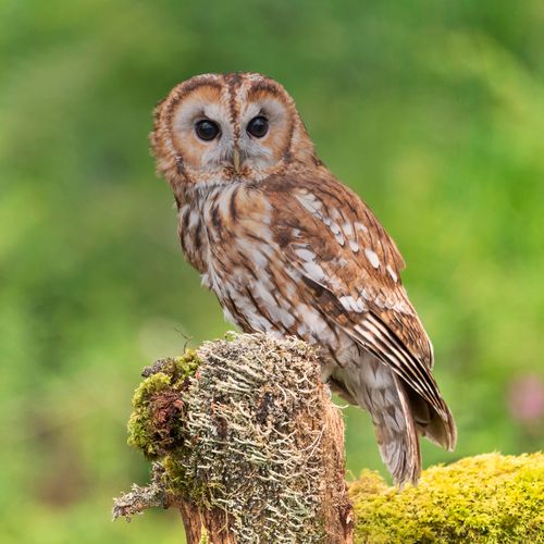 Photo of a tawny owl from Caroline Legg on iNaturalist