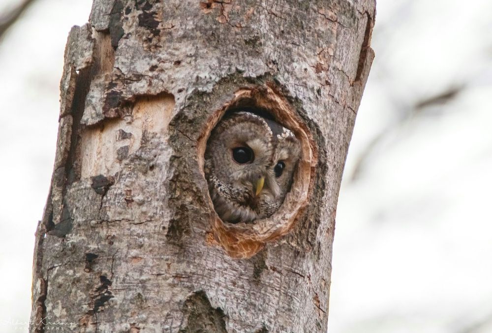 Photo of a tawny owl in a tree from Albert Krasniqi on iNaturalist