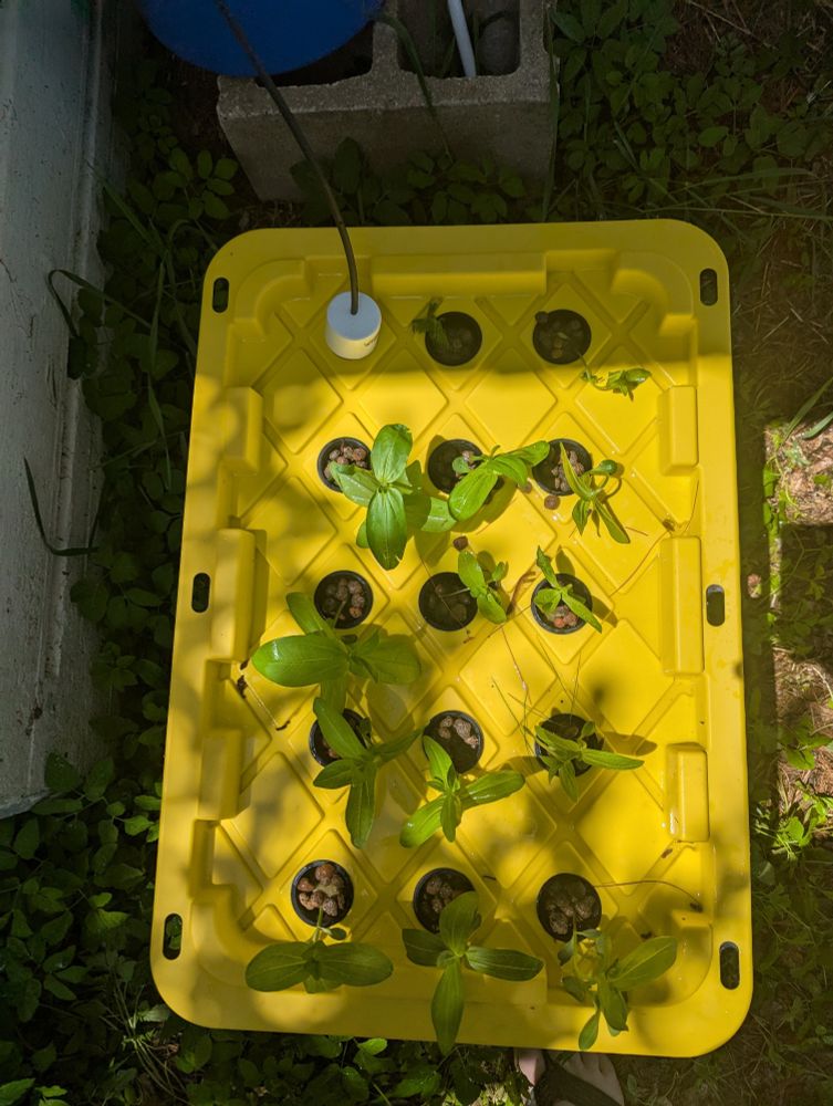 Heavy rain brutalized the zinnias and overfilled the tub.  I should have drilled a hole to allow it to drain.  I wonder how they will ever recover.