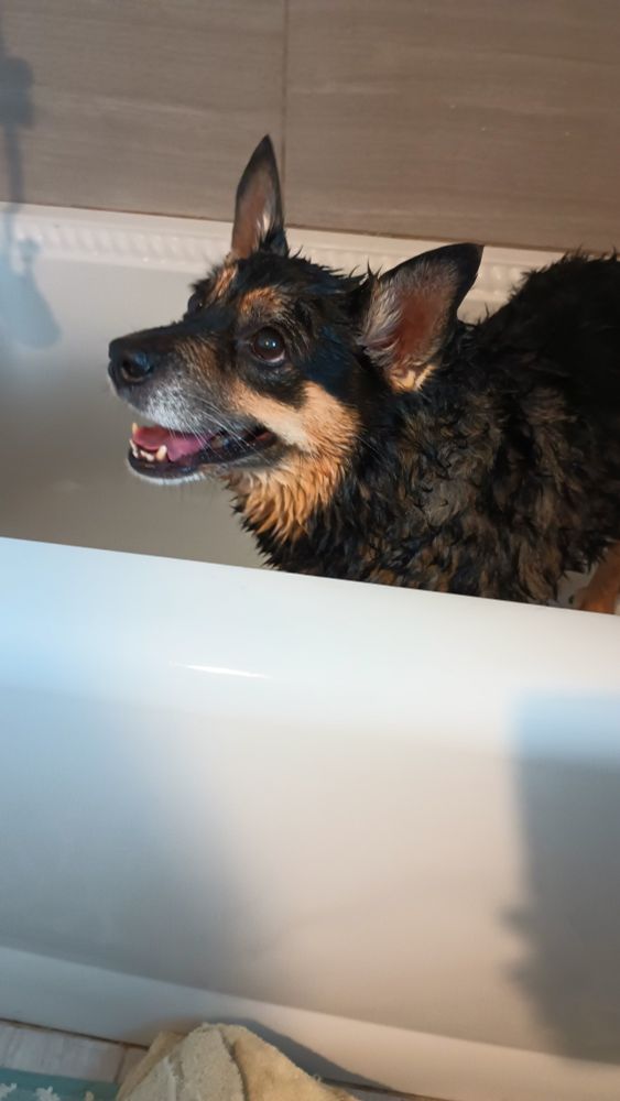 Wet dog in bathtub. 