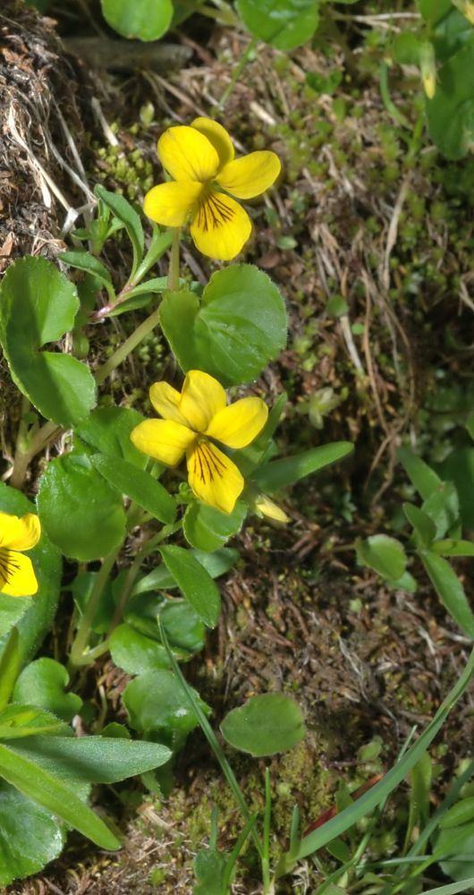 Violette à deux fleurs, juin 2011, Simplon