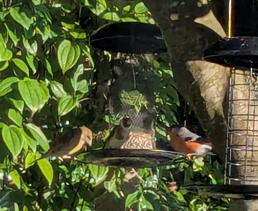 A seed feeder hanging on a tree. Around its base sits a goldfinch, a greenfinch and a bullfinch.