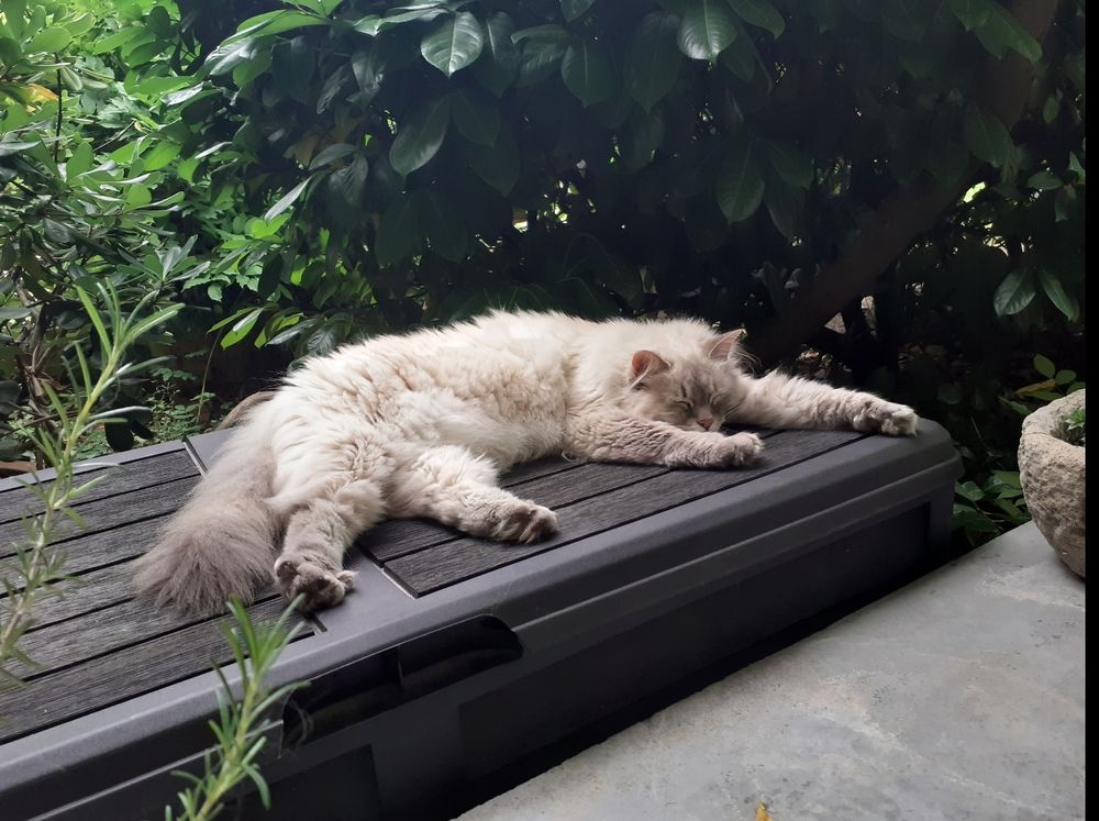 A cream ball of floof laid out asleep in the sunshine on a garden storage box.