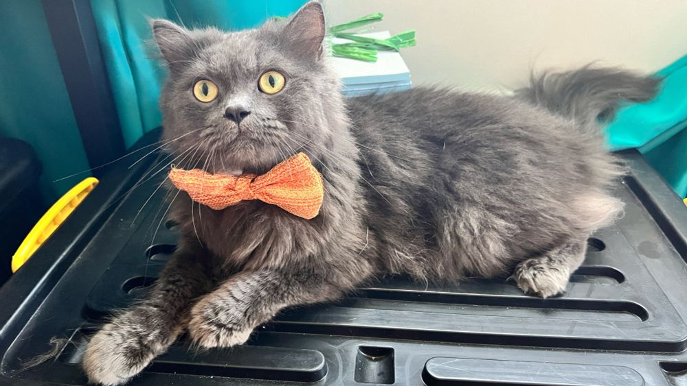 dark gray persian vat with orange bow tie