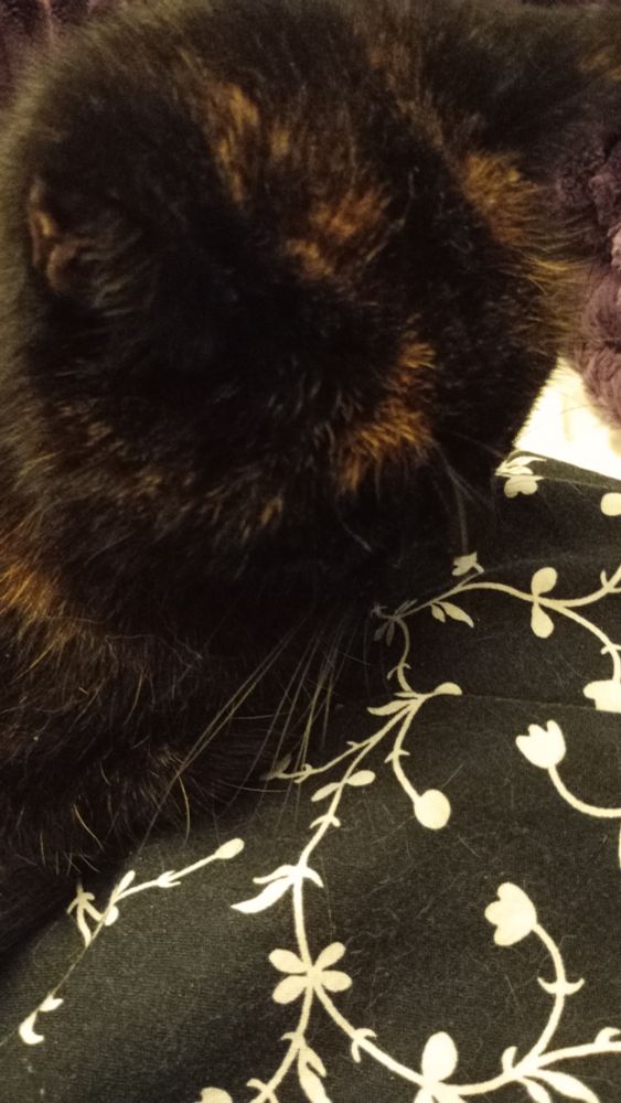 Close-up of head of tortie-cat laying on black fabric with a white pattern.