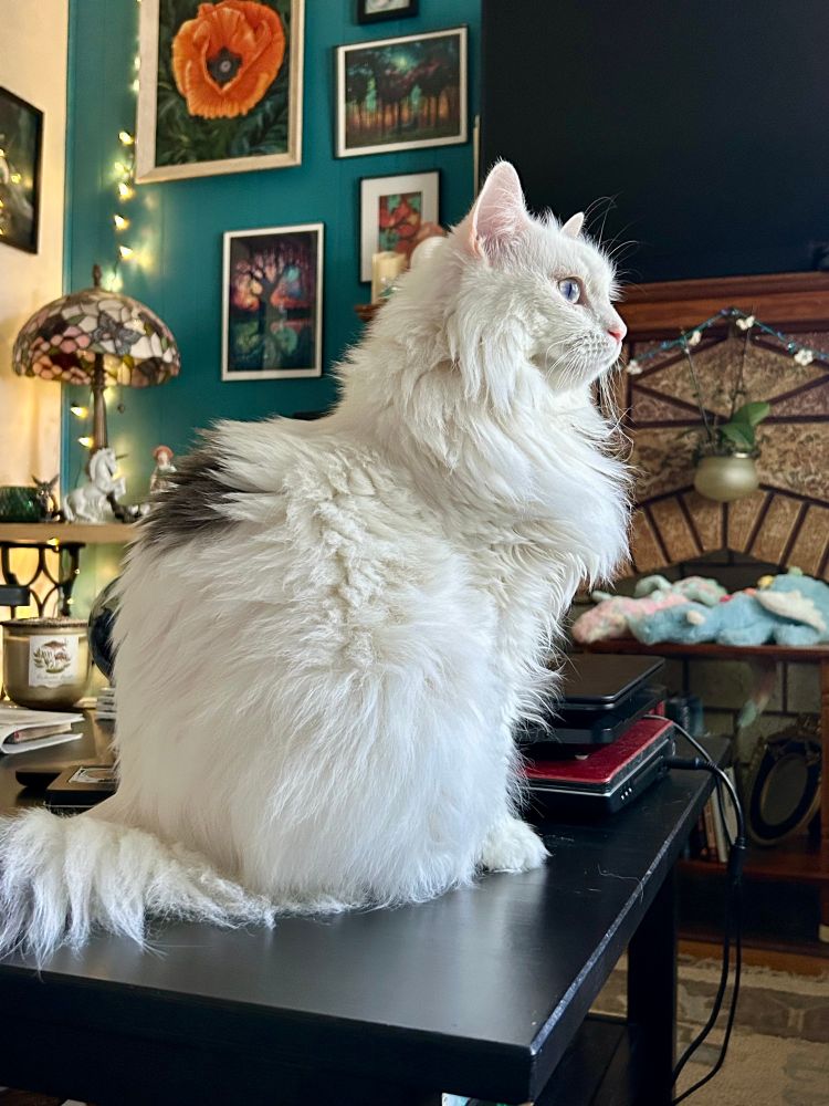 A cat with long white fur sitting on a coffee table