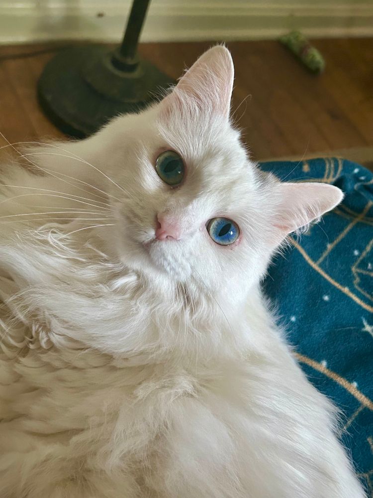 Photo of a cat with long white fur and blue green eyes 