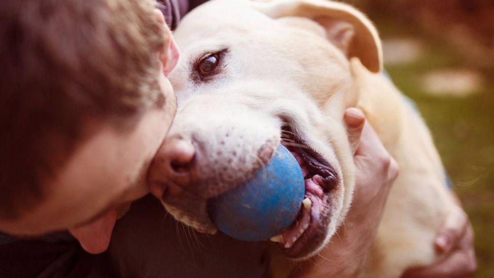 Prohibida la venta de perros, gatos y hurones en tiendas desde este domingo