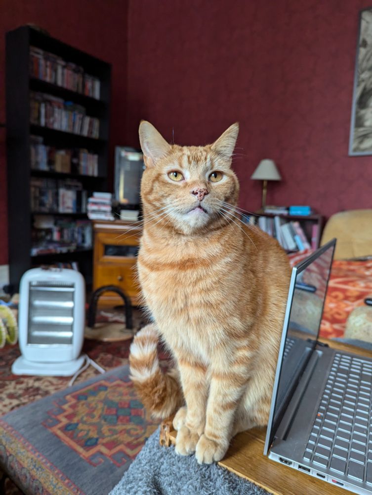 A very pretty ginger cat sits looking just past the camera. He looks very magnificent. 