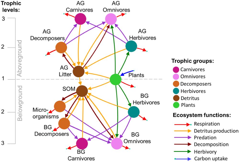 Grouping of trophic compartments, their biomass stocks (shown by circles), and energy flows among them (shown by arrows) into trophic groups, ecosystem functions, trophic levels, and aboveground (AG) versus belowground (BG) subnetworks. https://doi.org/10.1002/ecm.70004