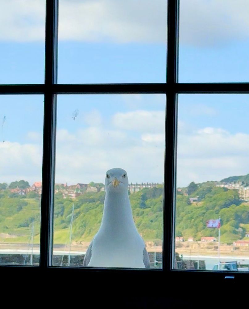 A seagull is standing at the window of a seaside house looking menacingly inside. The photo is taken from inside the house and the seagull is looking directly at the photographer with a cold angry expression (if such a thing exists in seagulls)
