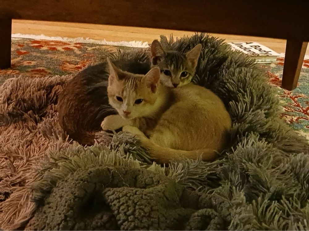 two kittens, one orange, one grey, curled up next to each other on a grey blanket