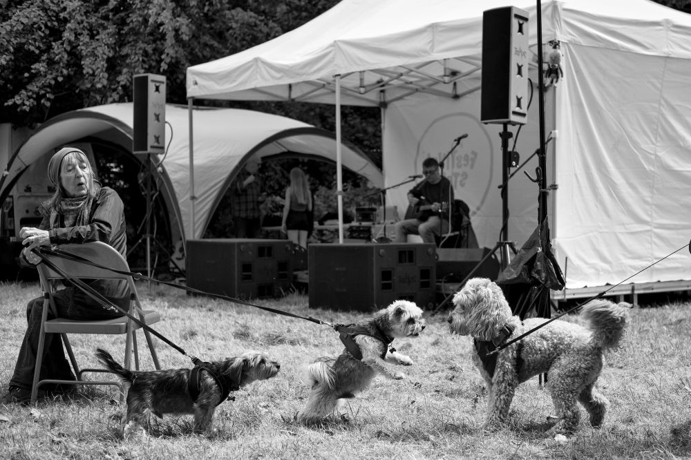 3 small dogs on leads meet and greet each other as their owners look on, at a festival in a park, Etruria, Stoke-on-Trent