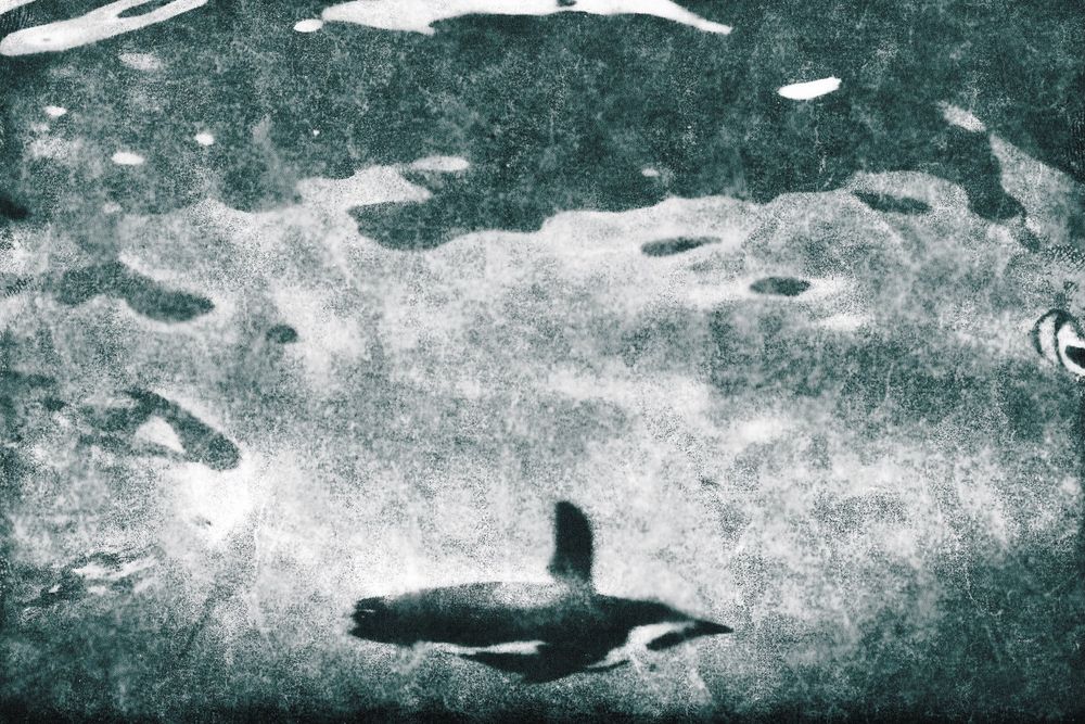 Fine art black and white abstract photograph of a penguin swimming underwater