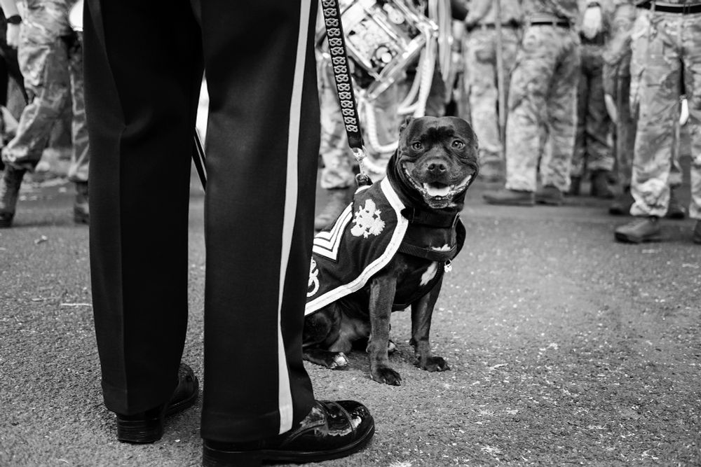 Staffordshire bull terrier dog mascot