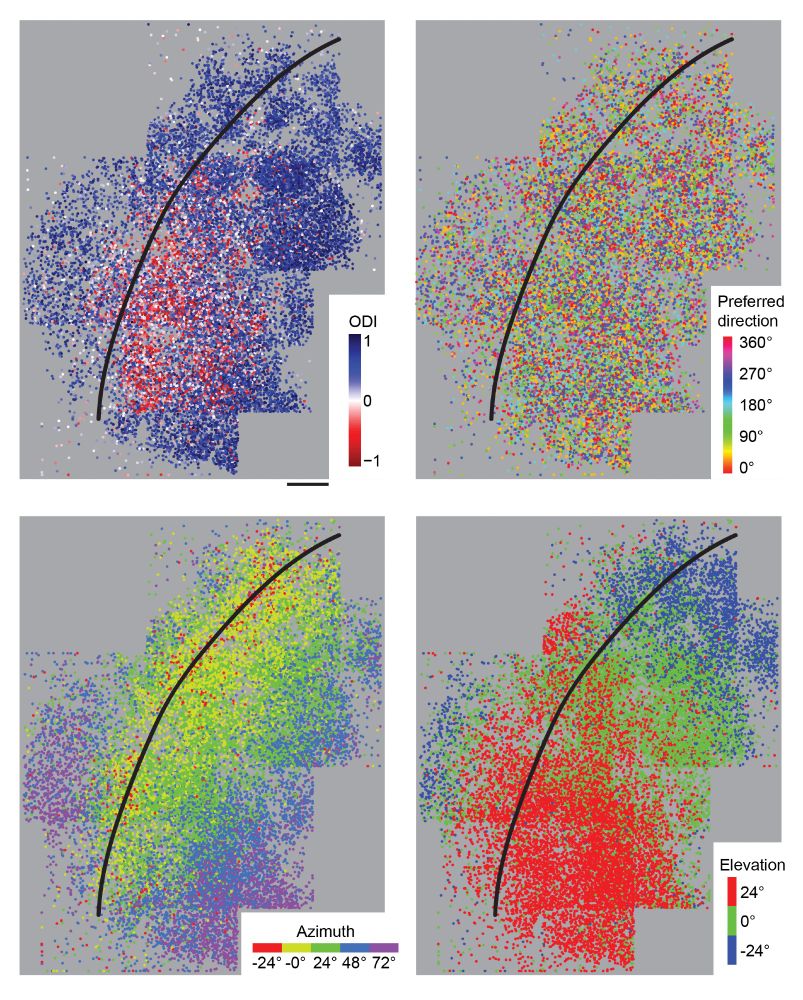 Four maps of the mouse visual cortex showing the spatial distribution of the response properties 'ocular dominance', 'preferred direction', 'azimuth' and 'elevation'