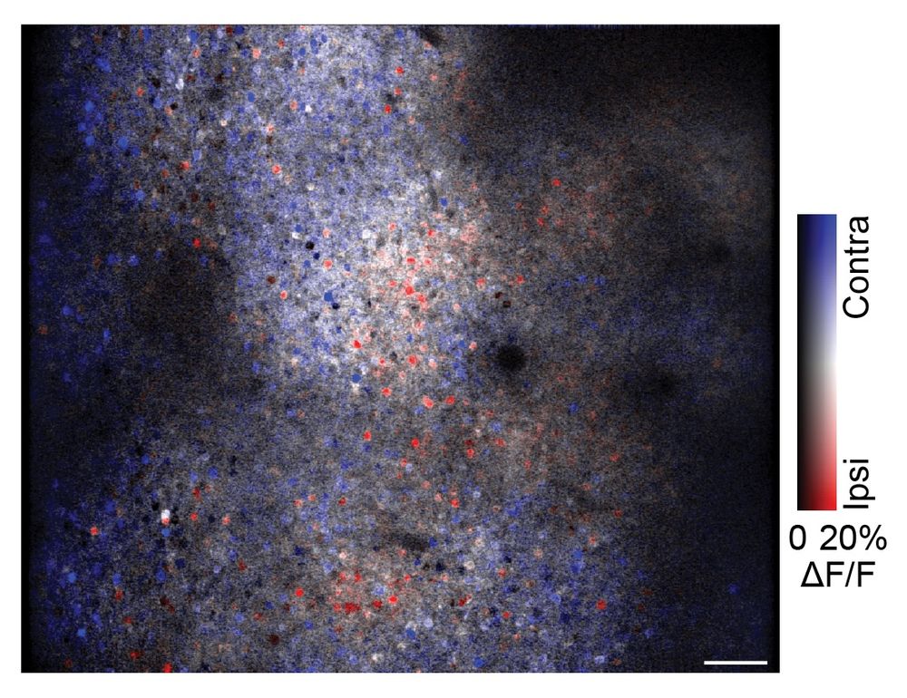 Neuronal responses in mouse visual cortex color-coded for which eye drives the strongest response, showing an uneven distribution of ipsilateral eye responsive neurons
