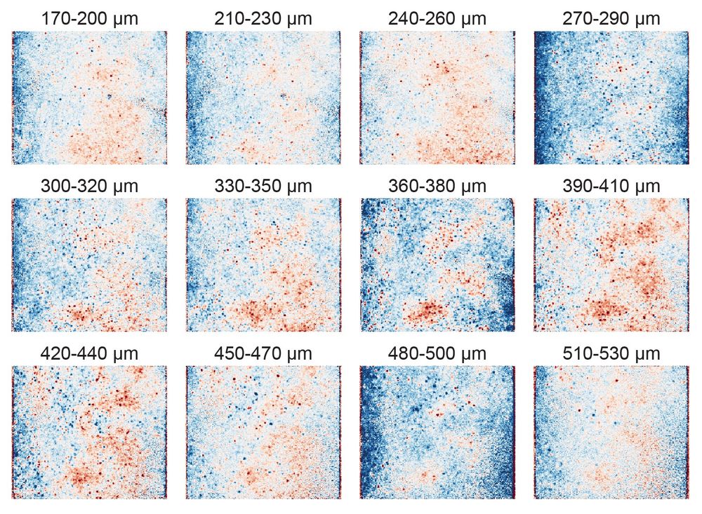 The spatial pattern of ipsilateral and contralateral eye preferring neurons is similar across the depth of the mouse visual cortex