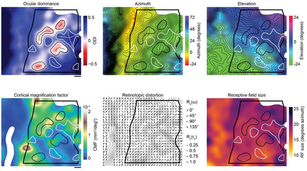 From basic feature maps for ocular dominance, azimuth and elevation (top row) we produced computed feature maps for the cortical magnification factor, retinotopic distortion factor and receptive field size (bottom row). These computed features do not systematically differ in, or near, the ocular dominance columns