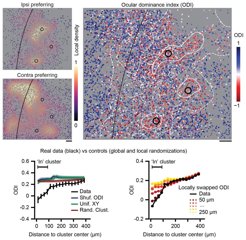 Different spatial density patterns of ipsilateral and contralateral eye preferring neurons in the mouse visual cortex
