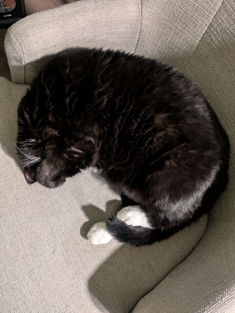 Jinxie the cat sleeping in the chair covering her face