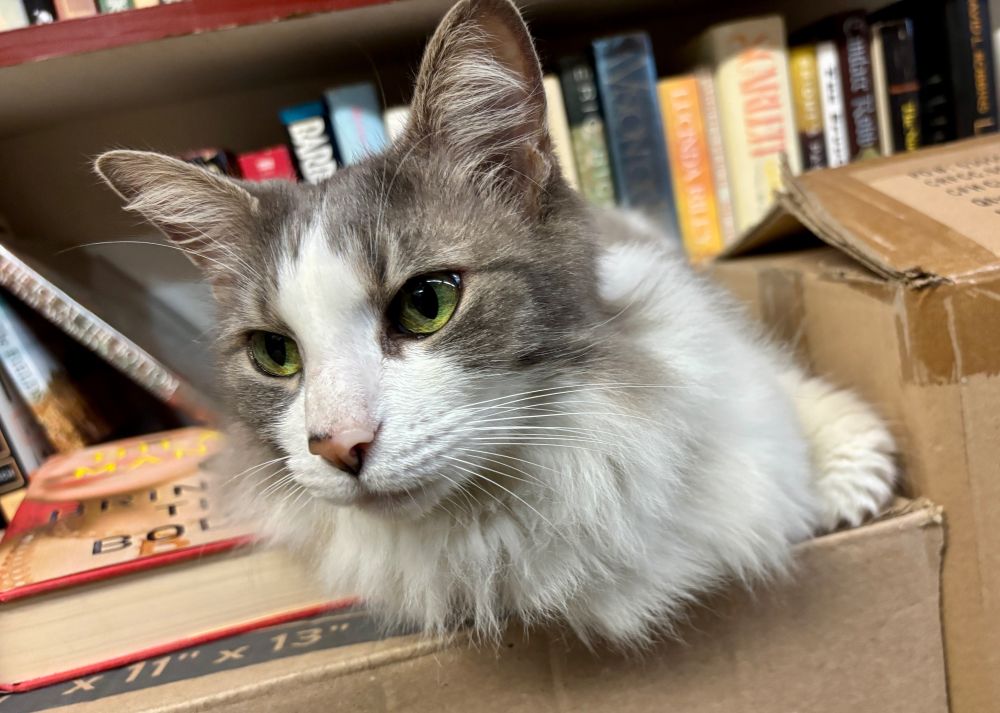 A white and grey long-haired cat with brilliant green eyes sits on a box in front of a bookshelf.