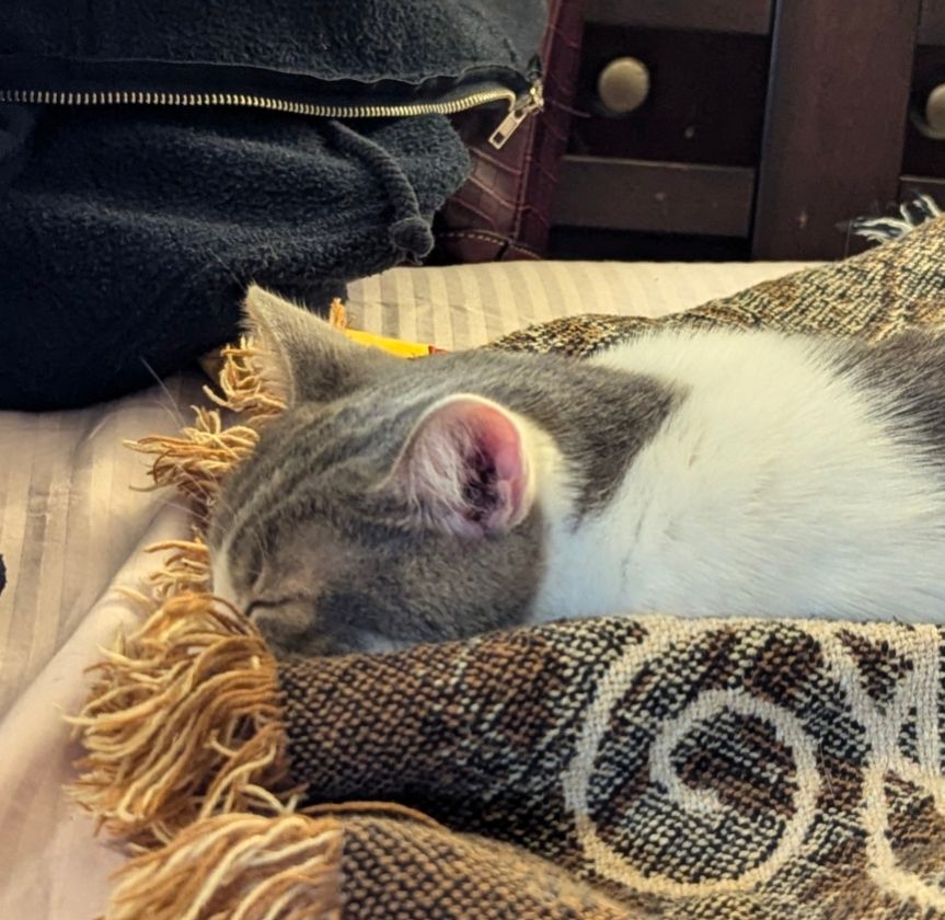 A grey and white cat sleeping in the loaf position, head stretched down in front, eyes closed, and nose buried in the blanket's fringe edge.