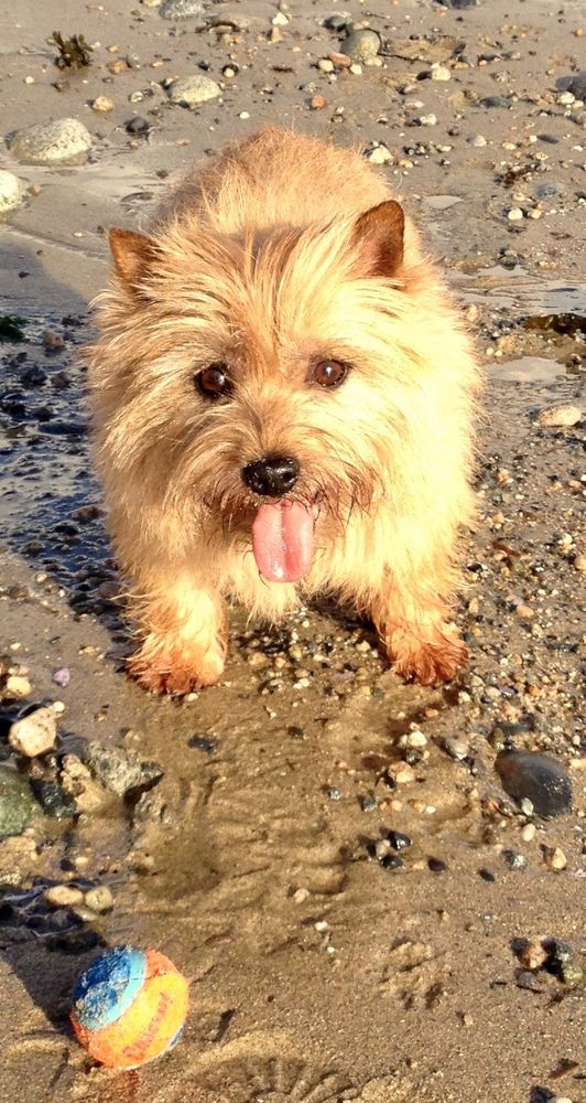 A young Cairn Terrier with his tongue hanging out, and a ball in front of him, waiting for/imploring me to throw it far along the beach yet again. 