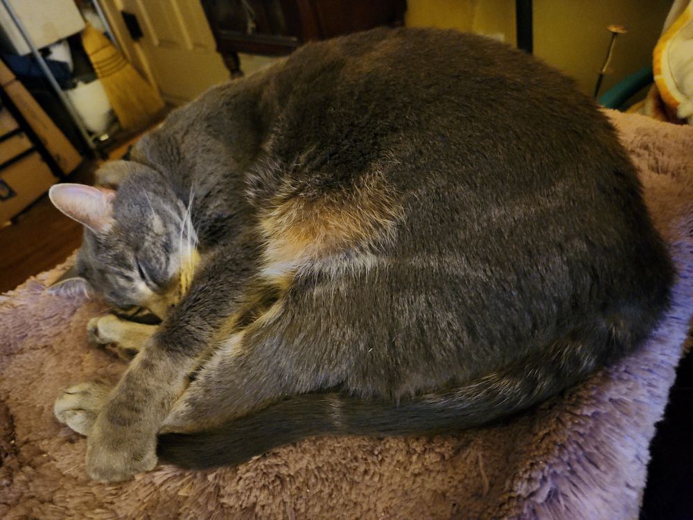 Photo of a large grey cat with white accents, curled up and asleep on a rug. 