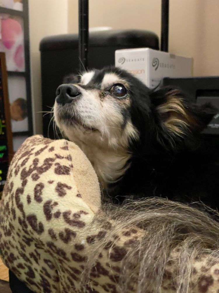 17 year old rat terrier chihuahua mix laying in a cheetah print dog bed, looking up and to the left