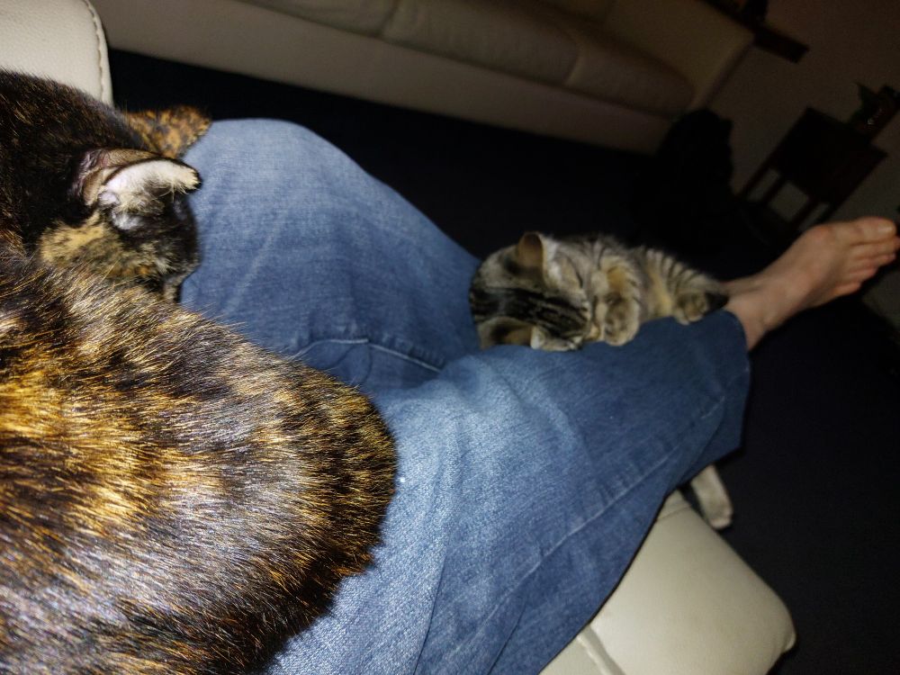 Leeloo melting off my shin