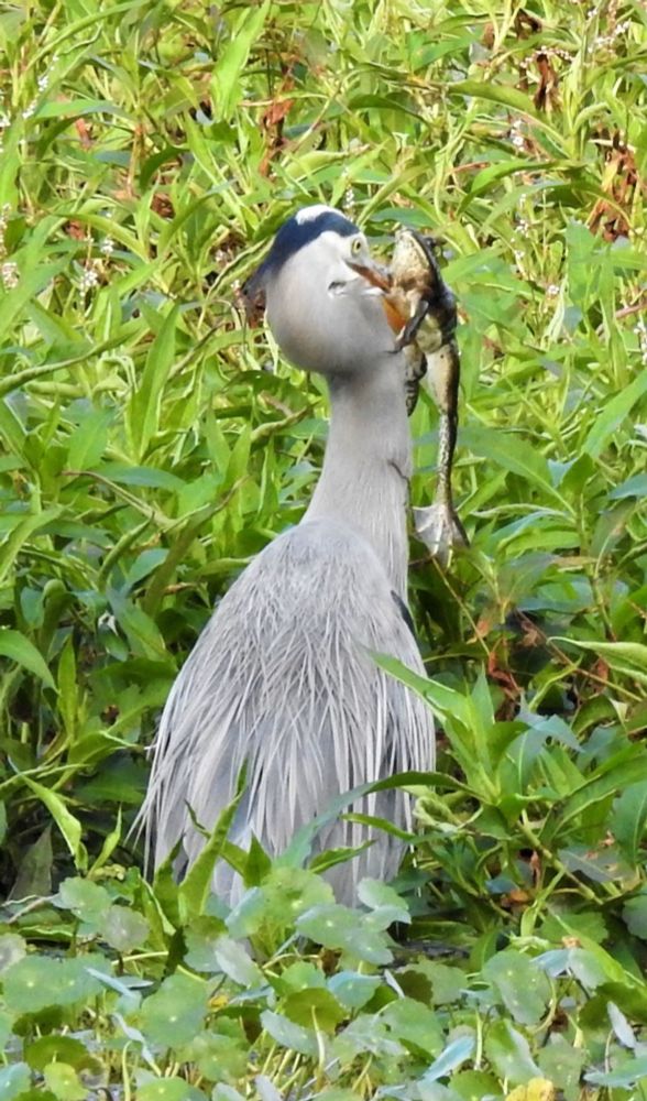 Head and shoulder view of a tall gray wading bird with slate blue occipital plumes in it head. The bird has speared a large frog with its beak. It is standing in green vegetation.