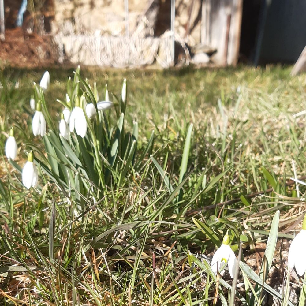 Perce neige  