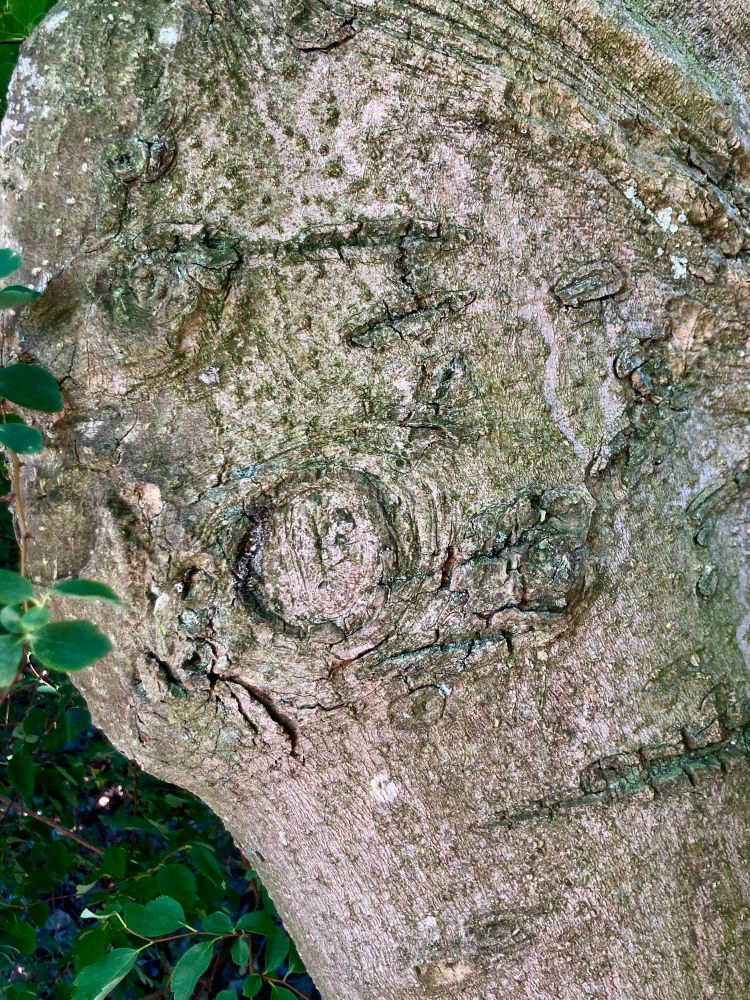 Baumstamm einer alten Magnolie in Nahaufnahme. 