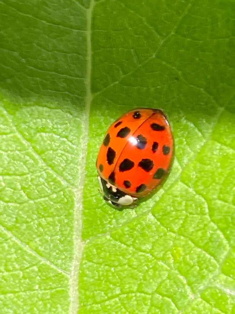 Grüne Blattstruktur mit einem Marienkäfer darauf. 