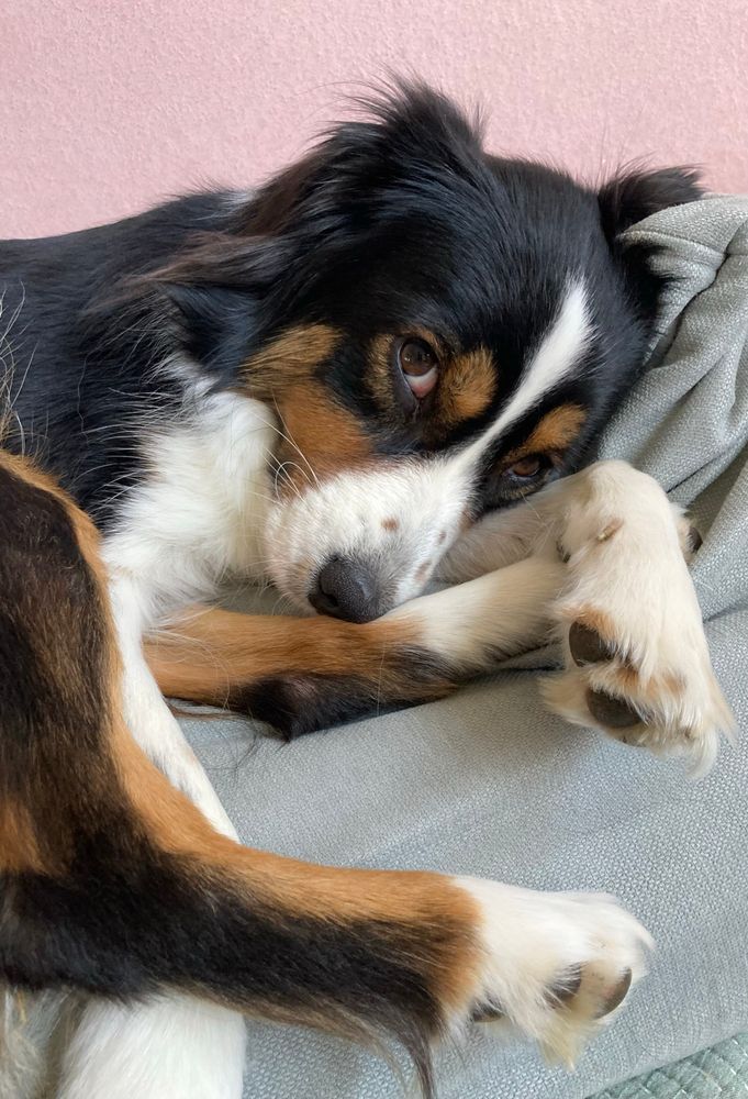 Man sieht einen schwarzbraunweißen Hütehund in liegender Position, mit dem Kopf auf einer Pfote sehr unschuldig in die Kamera blicken. 