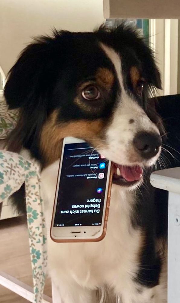 Schwarzbraunweiße Hütehündin mit Handy in der Schnauze. 