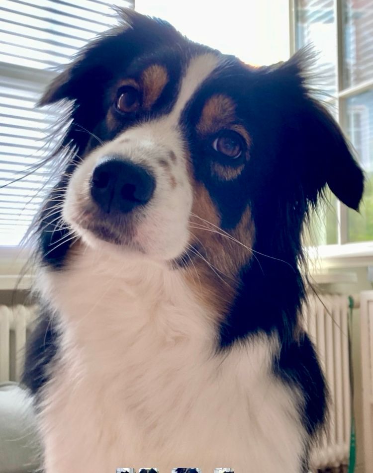 Schwarzbraunweißer Hütehund schaut mit leicht geneigtem Kopf in die Kamera 