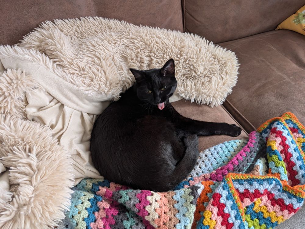 A black cat sticking out its tongue.